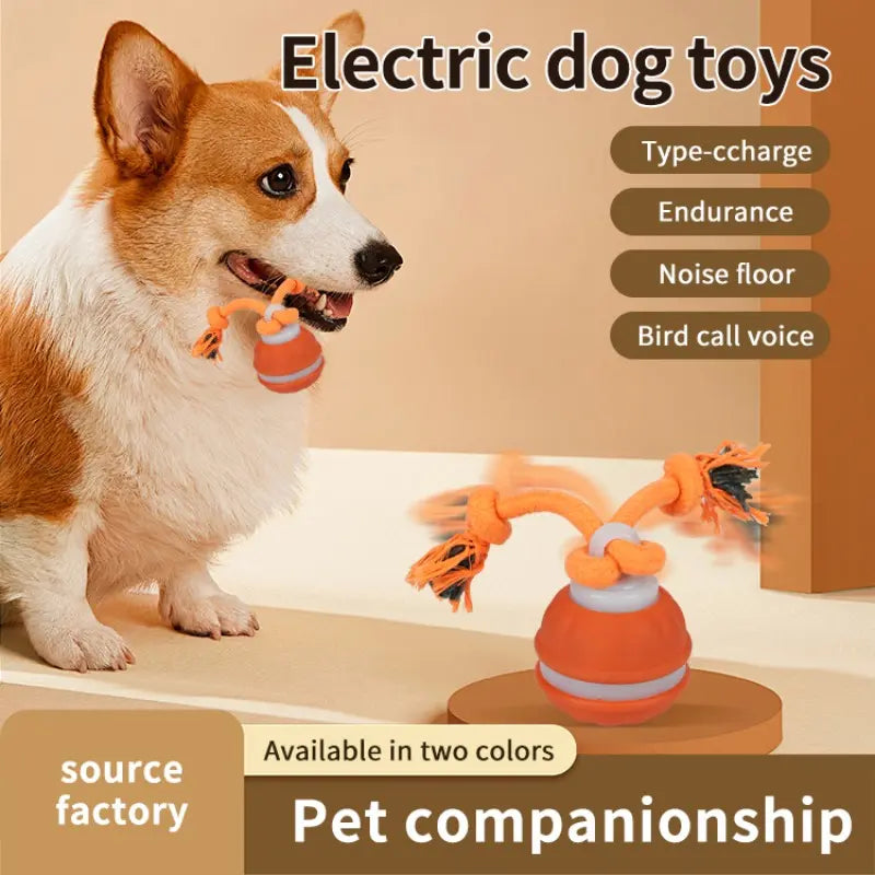 Fetch the Fun: The Ball that Rolls Away Your Dog's Boredom (and Maybe Your Socks Too!)