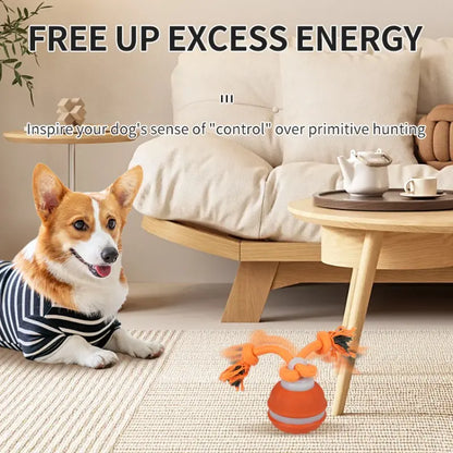 Fetch the Fun: The Ball that Rolls Away Your Dog's Boredom (and Maybe Your Socks Too!)