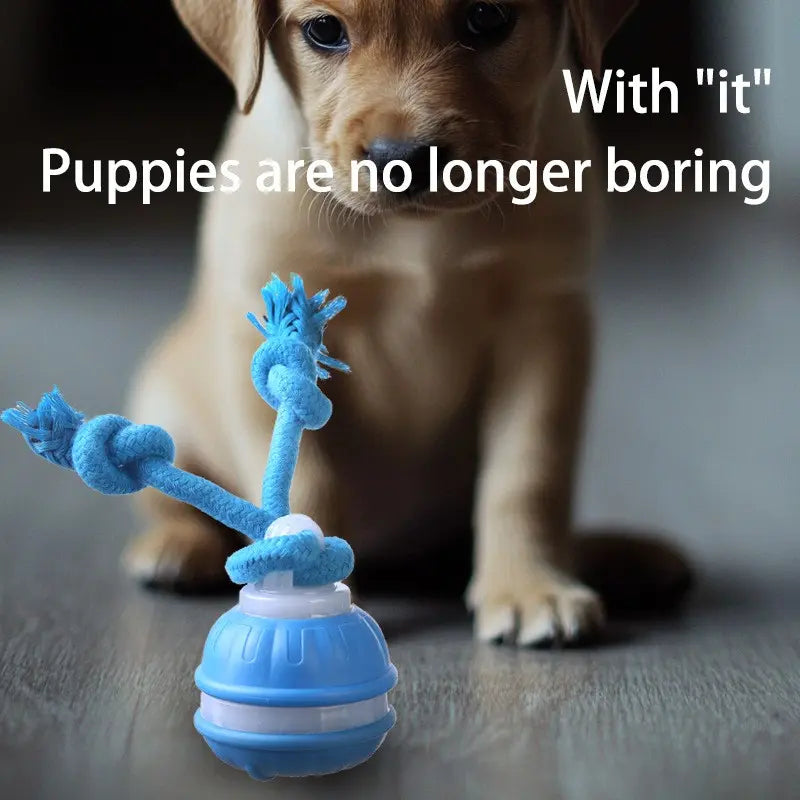 Fetch the Fun: The Ball that Rolls Away Your Dog's Boredom (and Maybe Your Socks Too!)
