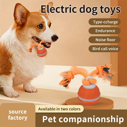 Fetch the Fun: The Ball that Rolls Away Your Dog's Boredom (and Maybe Your Socks Too!)