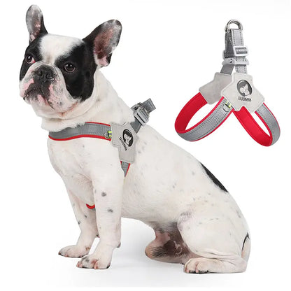 Canine Couture: The "Harness Me, Baby!" Leash for Your Compact Canine Companions Like Corgis, Shiba Inus, and Frenchie Fashionistas!