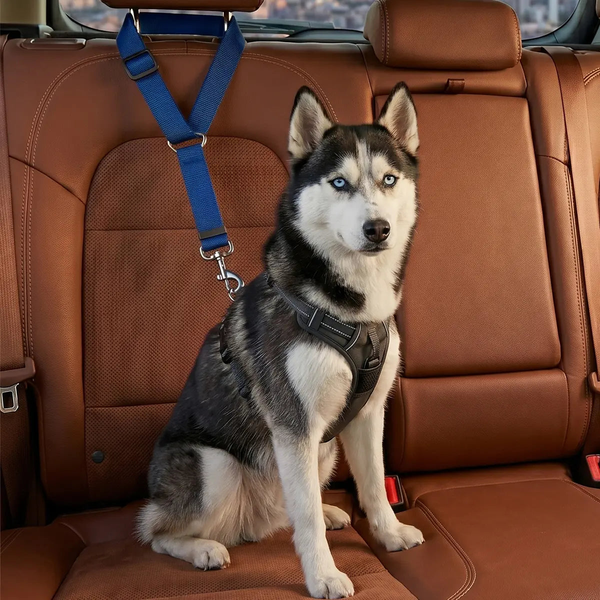 Canine Crash Course: The Ultimate Pup Seatbelt, Lengthy Leash for Cars, Truckin' Fun with Blinky Balls and Chewy Bungee Shenanigans!
